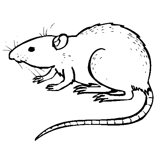 着色页: 鼠 (动物) #15164 - 免费可打印着色页