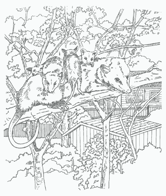 着色页: 鼠 (动物) #15179 - 免费可打印着色页