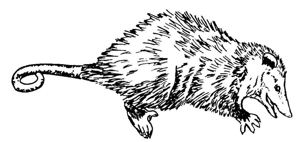 着色页: 鼠 (动物) #15254 - 免费可打印着色页