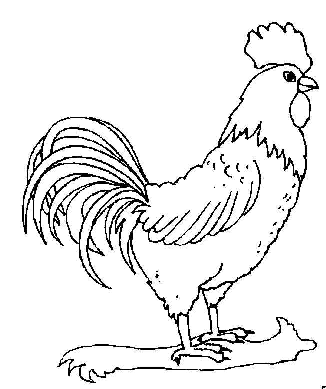 着色页: 公鸡 (动物) #4085 - 免费可打印着色页