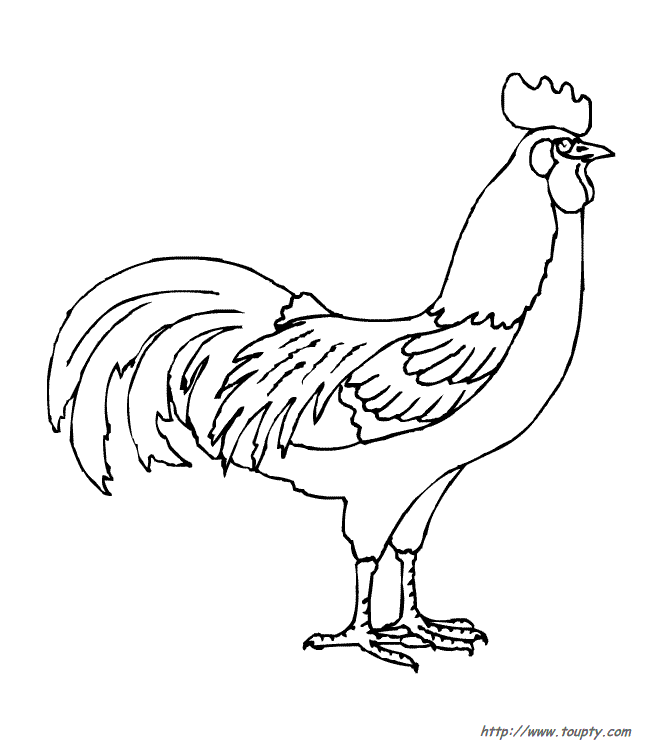 着色页: 公鸡 (动物) #4088 - 免费可打印着色页
