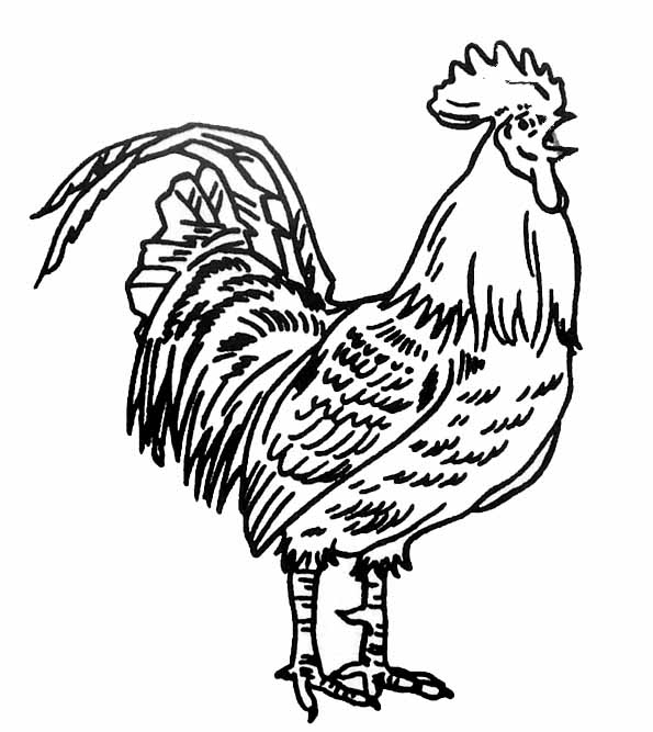 着色页: 公鸡 (动物) #4104 - 免费可打印着色页