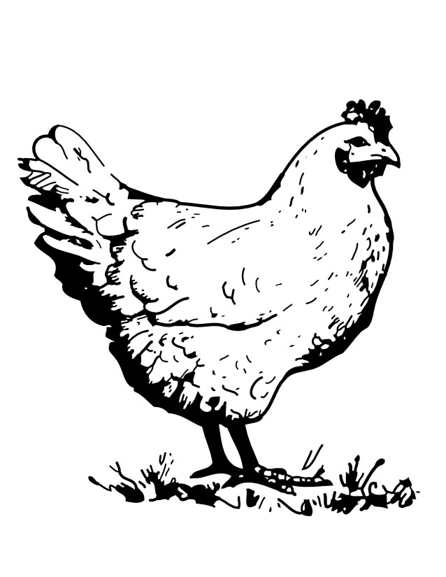 着色页: 公鸡 (动物) #4133 - 免费可打印着色页
