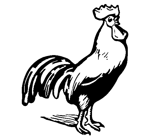 着色页: 公鸡 (动物) #4143 - 免费可打印着色页