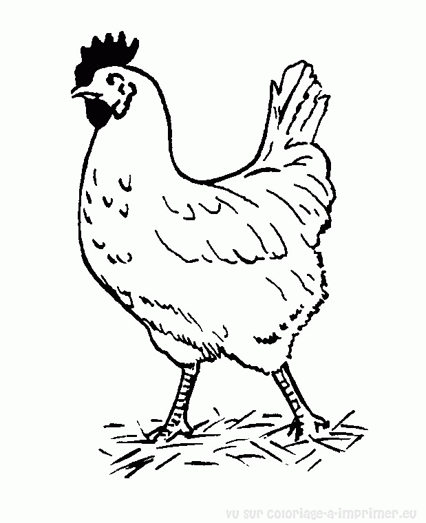 着色页: 公鸡 (动物) #4174 - 免费可打印着色页