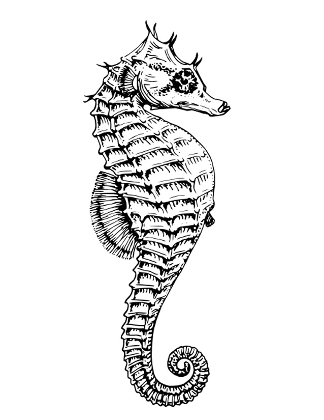 着色页: 海马 (动物) #18599 - 免费可打印着色页