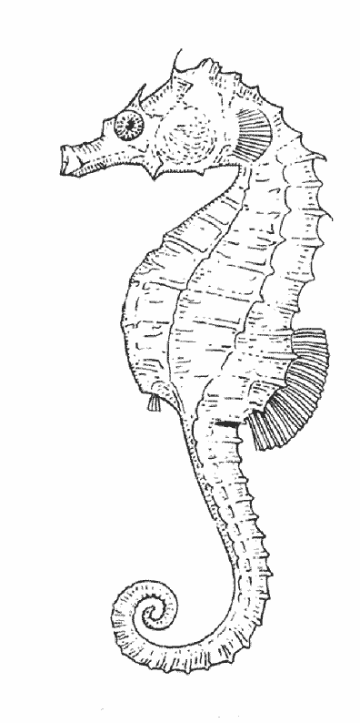 着色页: 海马 (动物) #18672 - 免费可打印着色页