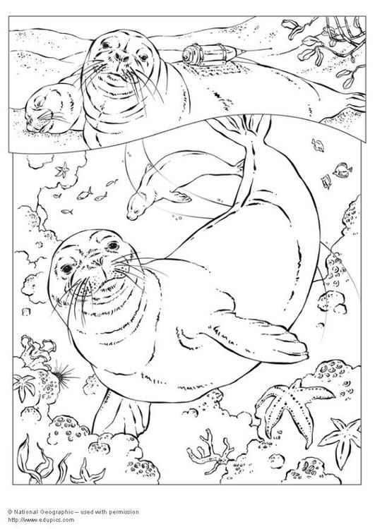 着色页: 海豹 (动物) #16291 - 免费可打印着色页