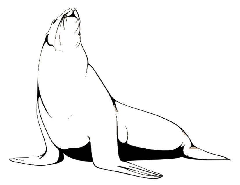 着色页: 海豹 (动物) #16292 - 免费可打印着色页