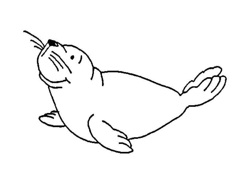 着色页: 海豹 (动物) #16296 - 免费可打印着色页