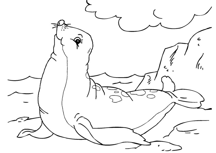 着色页: 海豹 (动物) #16301 - 免费可打印着色页