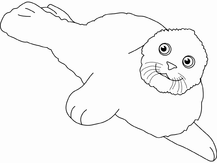 着色页: 海豹 (动物) #16302 - 免费可打印着色页