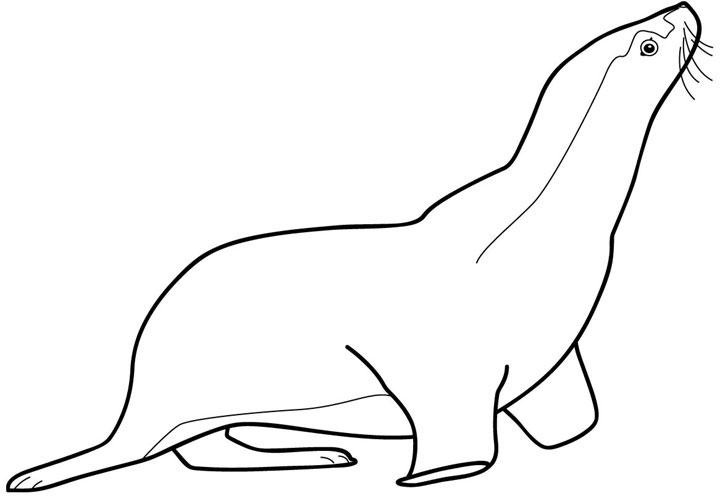 着色页: 海豹 (动物) #16305 - 免费可打印着色页