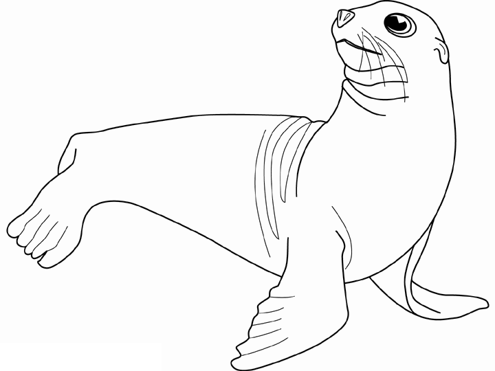 着色页: 海豹 (动物) #16314 - 免费可打印着色页