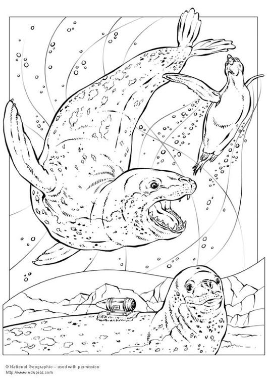 着色页: 海豹 (动物) #16316 - 免费可打印着色页