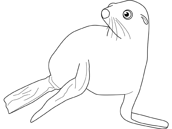 着色页: 海豹 (动物) #16329 - 免费可打印着色页