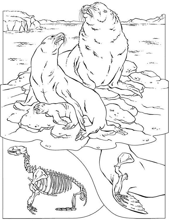 着色页: 海豹 (动物) #16337 - 免费可打印着色页