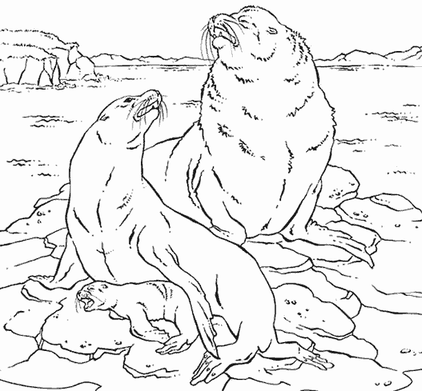 着色页: 海豹 (动物) #16383 - 免费可打印着色页
