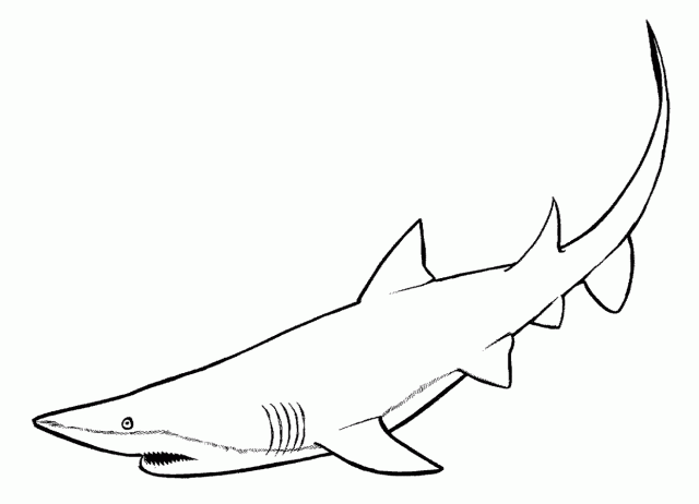 着色页: 鲨鱼 (动物) #14770 - 免费可打印着色页