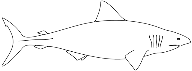 着色页: 鲨鱼 (动物) #14793 - 免费可打印着色页