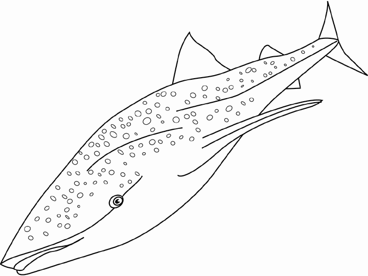 着色页: 鲨鱼 (动物) #14808 - 免费可打印着色页