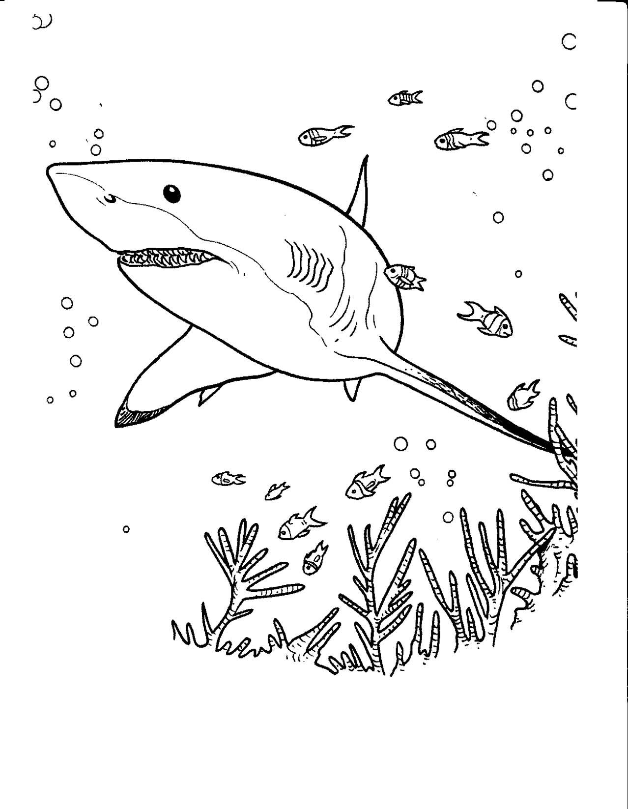 着色页: 鲨鱼 (动物) #14858 - 免费可打印着色页