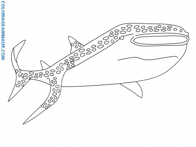 着色页: 鲨鱼 (动物) #14905 - 免费可打印着色页