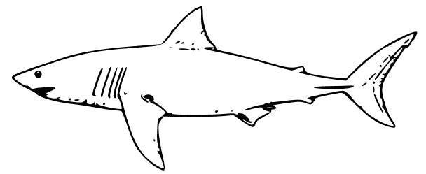 着色页: 鲨鱼 (动物) #14910 - 免费可打印着色页