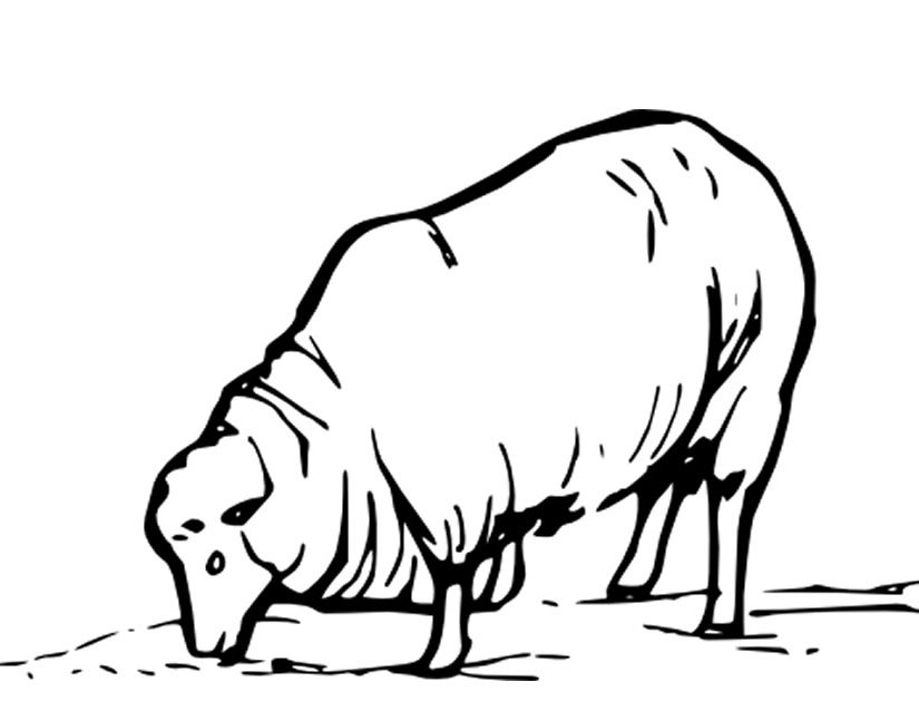 着色页: 羊 (动物) #11410 - 免费可打印着色页