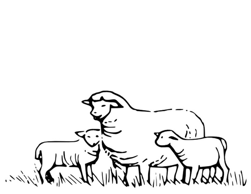 着色页: 羊 (动物) #11415 - 免费可打印着色页