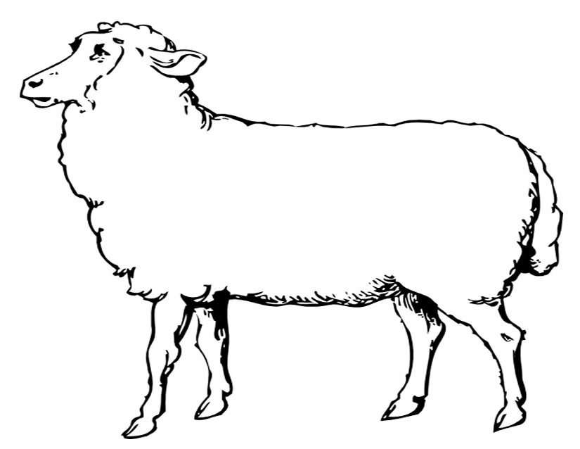 着色页: 羊 (动物) #11452 - 免费可打印着色页