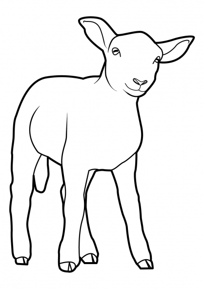 着色页: 羊 (动物) #11502 - 免费可打印着色页