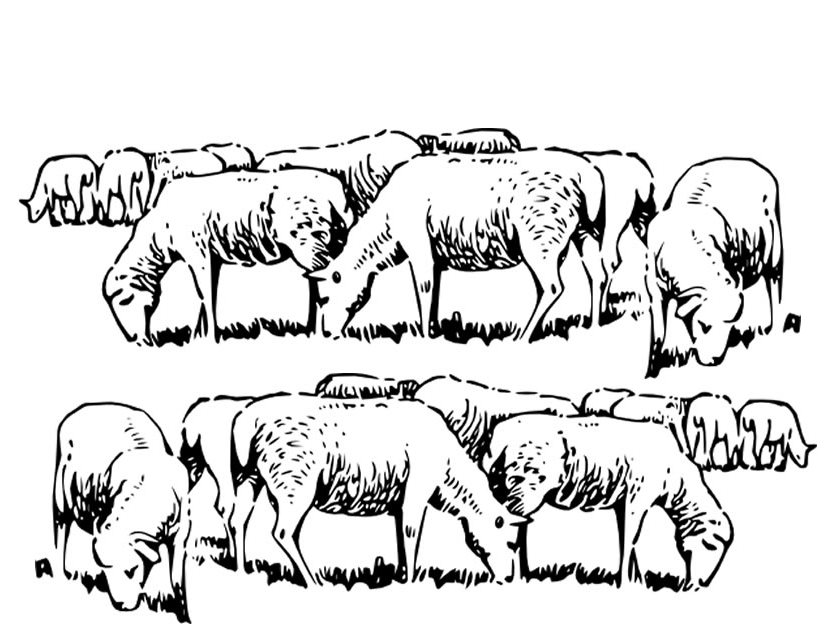 着色页: 羊 (动物) #11504 - 免费可打印着色页