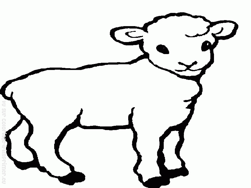 着色页: 羊 (动物) #11505 - 免费可打印着色页