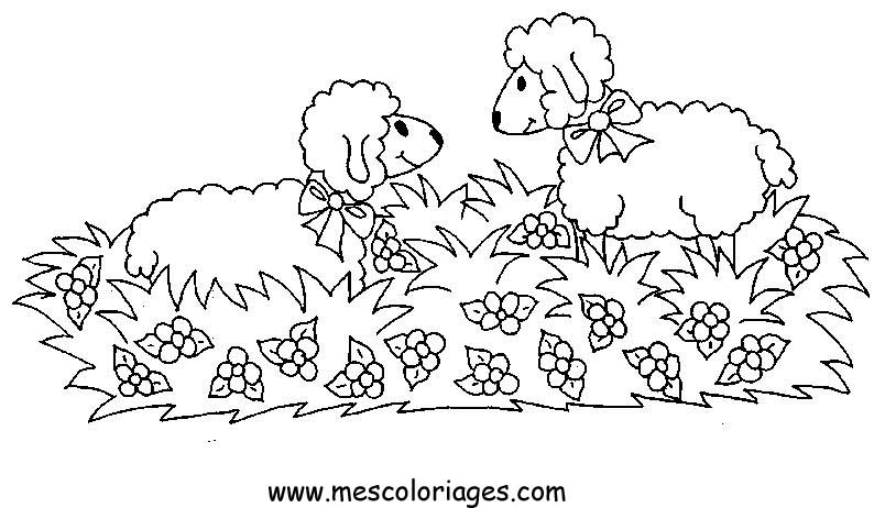 着色页: 羊 (动物) #11516 - 免费可打印着色页