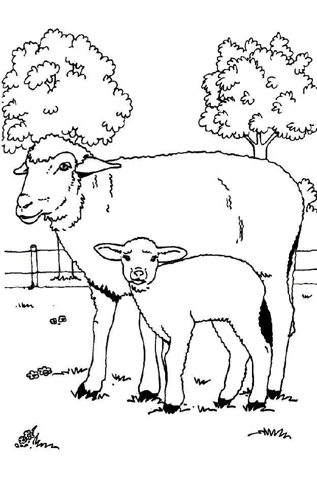 着色页: 羊 (动物) #11544 - 免费可打印着色页