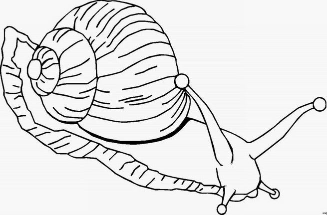 着色页: 蜗牛 (动物) #6532 - 免费可打印着色页