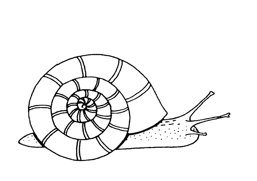 着色页: 蜗牛 (动物) #6619 - 免费可打印着色页