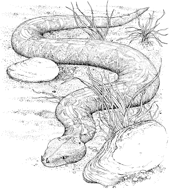 着色页: 蛇 (动物) #14355 - 免费可打印着色页