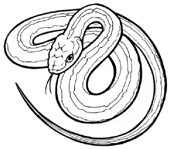 着色页: 蛇 (动物) #14361 - 免费可打印着色页