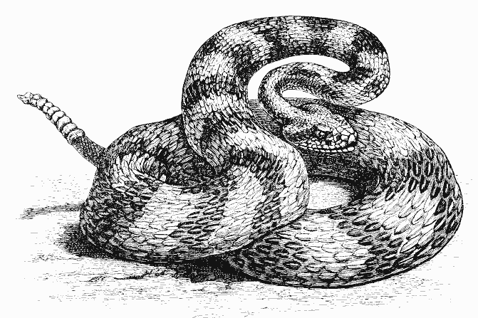 着色页: 蛇 (动物) #14454 - 免费可打印着色页