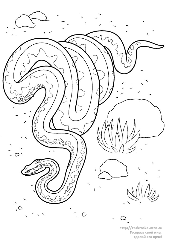 着色页: 蛇 (动物) #14529 - 免费可打印着色页