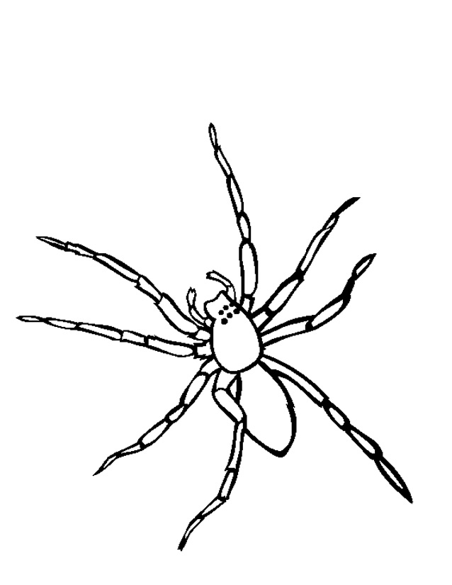 着色页: 蜘蛛 (动物) #576 - 免费可打印着色页