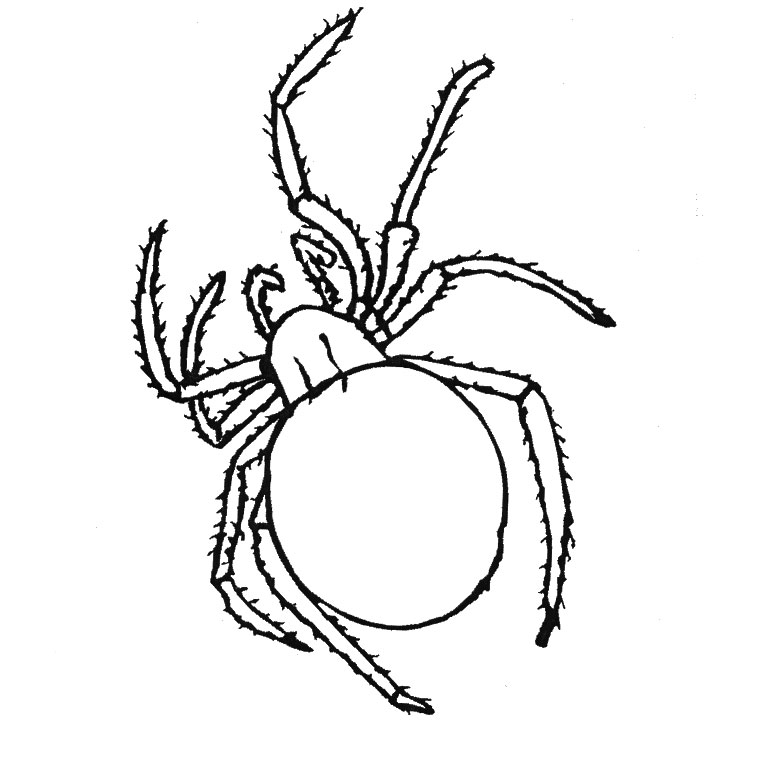 着色页: 蜘蛛 (动物) #577 - 免费可打印着色页