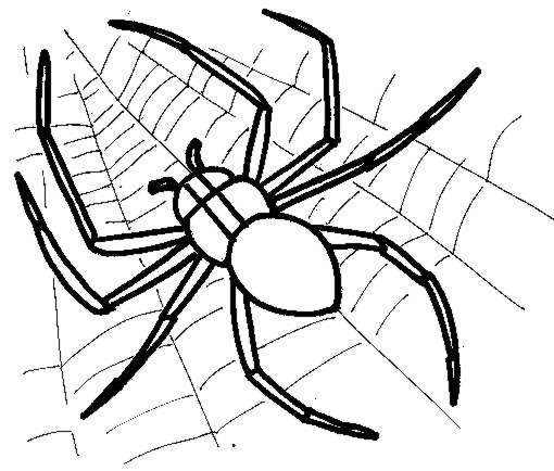 着色页: 蜘蛛 (动物) #584 - 免费可打印着色页