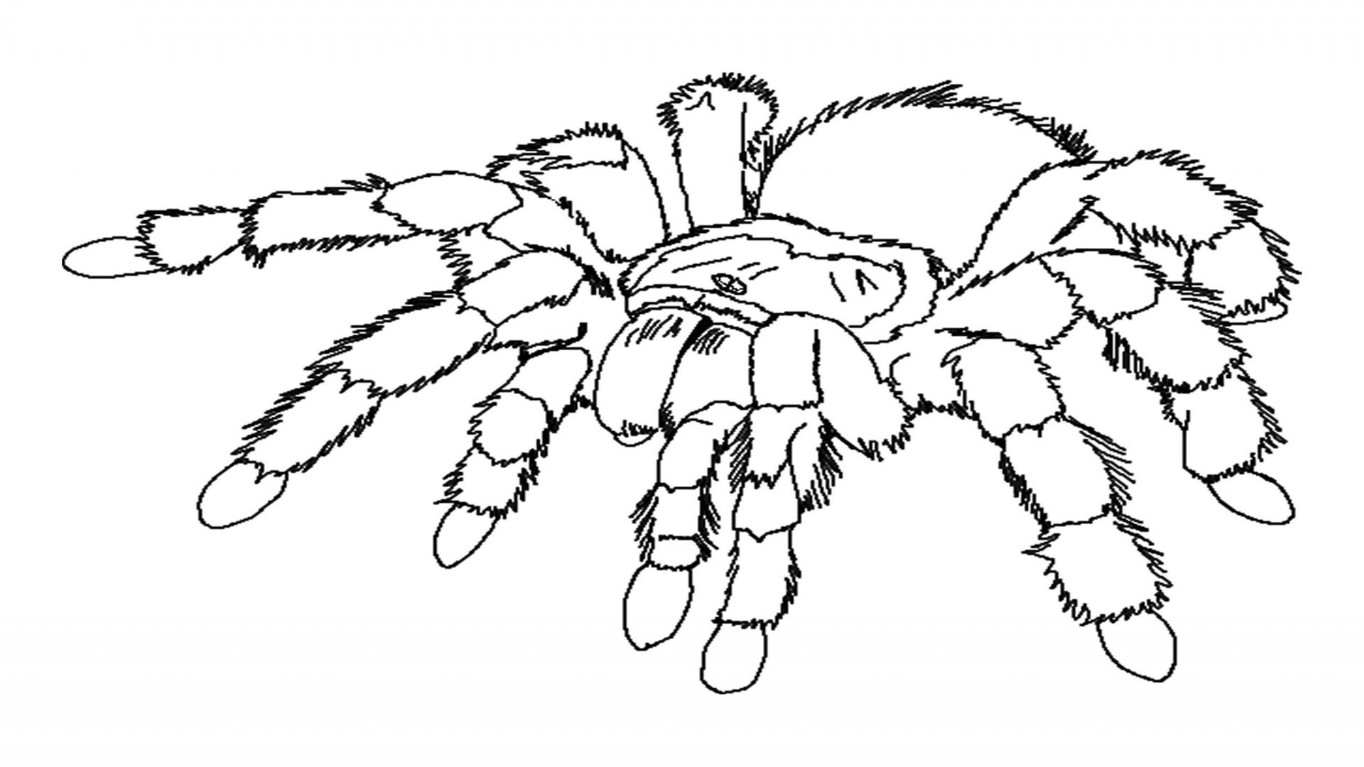 着色页: 蜘蛛 (动物) #586 - 免费可打印着色页