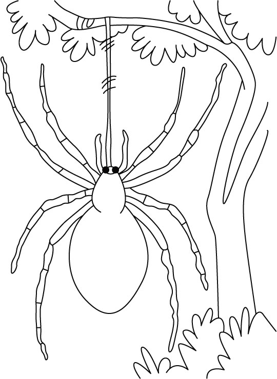 着色页: 蜘蛛 (动物) #636 - 免费可打印着色页