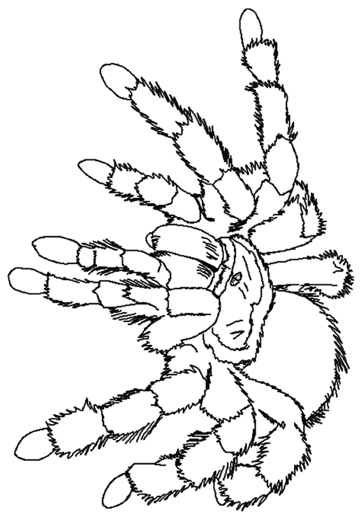 着色页: 蜘蛛 (动物) #659 - 免费可打印着色页