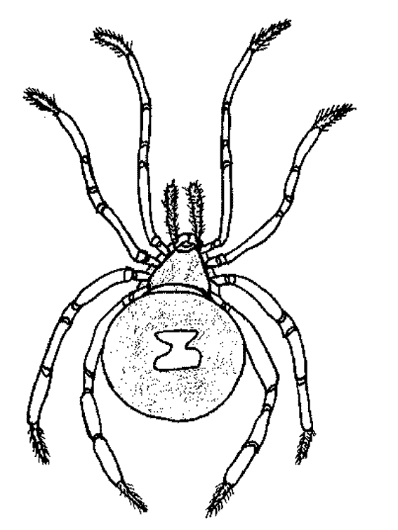 着色页: 蜘蛛 (动物) #666 - 免费可打印着色页