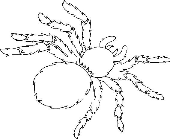 着色页: 蜘蛛 (动物) #670 - 免费可打印着色页